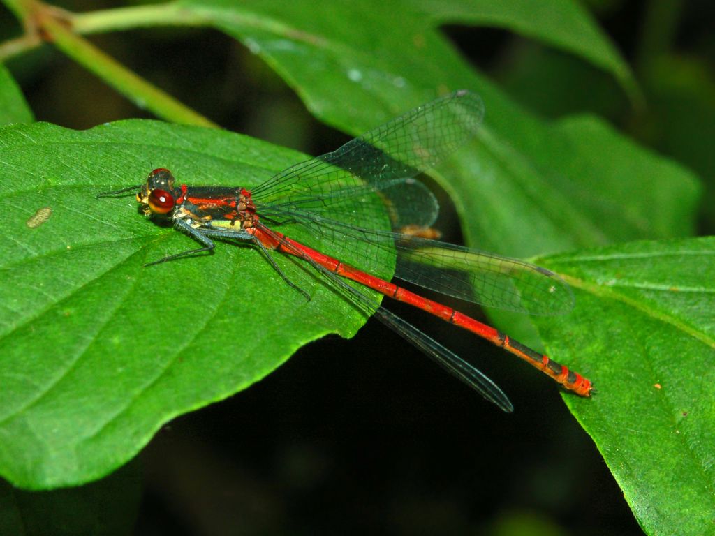 Rosso Libellula